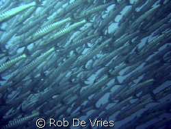 The biggest school of Baracuda's I have ever seen. In Sip... by Rob De Vries 